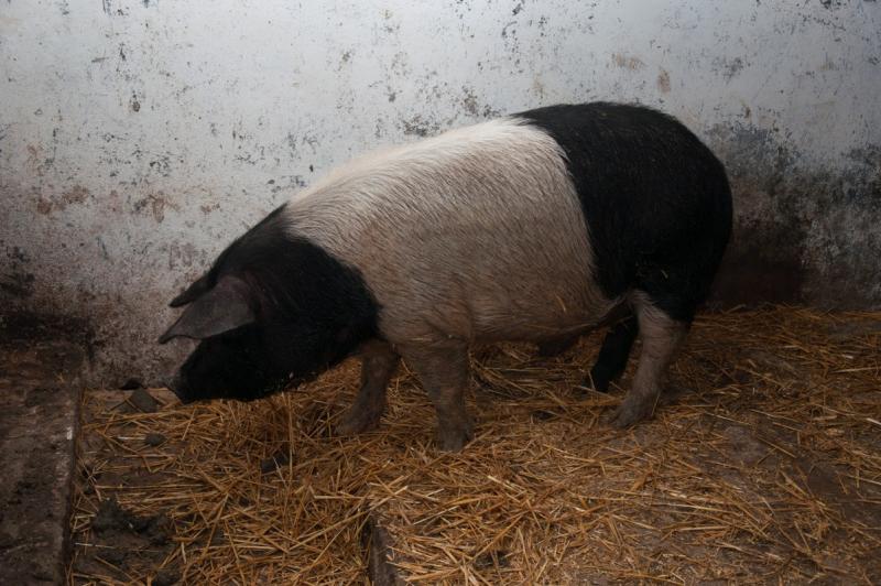 porci-bazna-10-ianuarie-2012-4