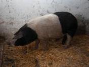 porci-bazna-10-ianuarie-2012-4