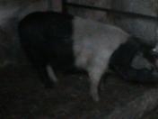Bazna Pigs